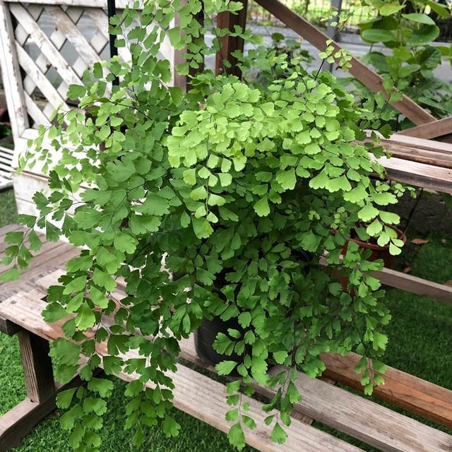 观叶植物 观叶植物（十种室内最好养的植物盆栽） 生活