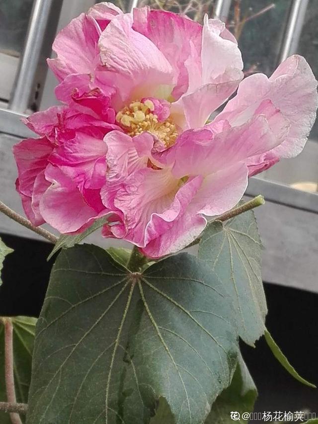 木芙蓉 木芙蓉（木芙蓉简介） 生活