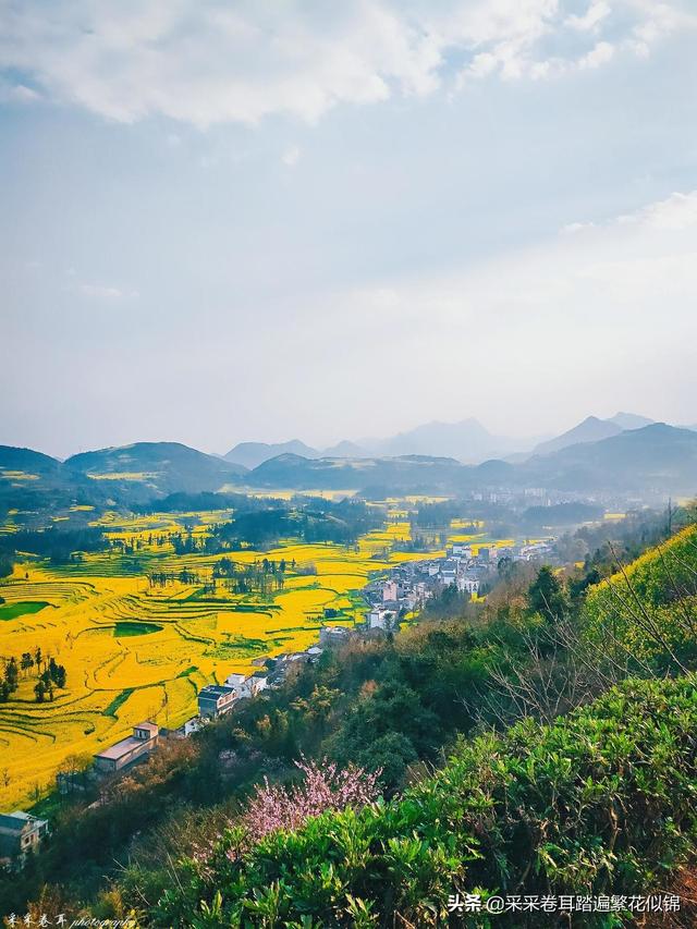 云南罗平油菜花