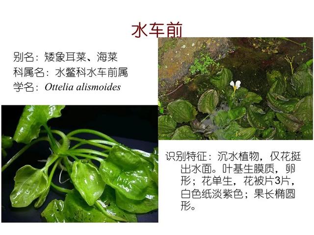 水生植物 水生植物（水生植物种植施工方案） 生活