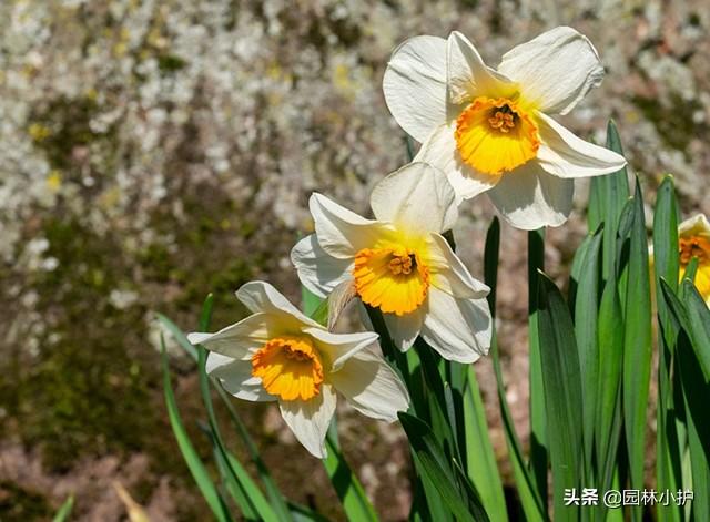 水仙花有毒吗