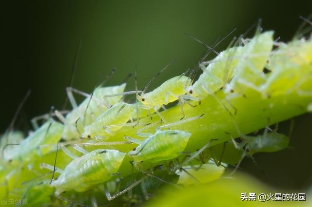 虫害图片及对应用药