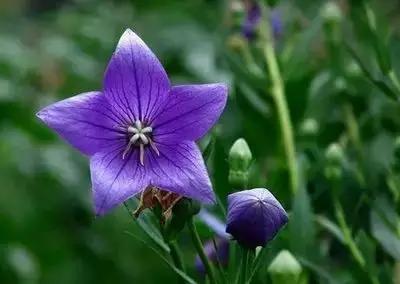 50种浪漫鲜花花语大全 50种浪漫鲜花花语大全（50种浪漫鲜花花语大全图片） 生活