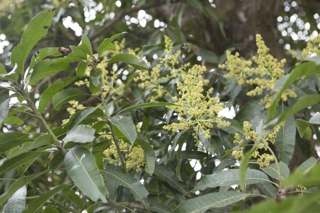 芒果花果巧管理，高产优质乐呵呵！怎么做？这样促花、壮花、疏果4