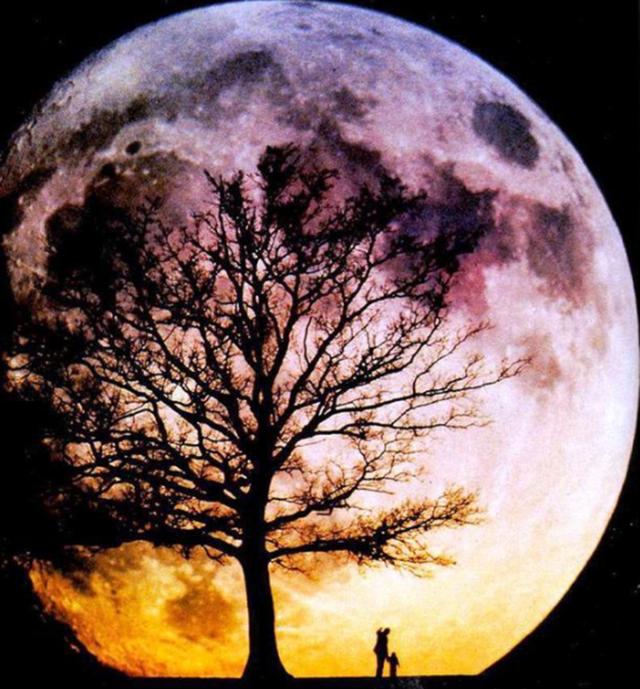 竟然跟"月桂树"有关">当然,对于月亮上的月桂树,中国也有一个传说爱神