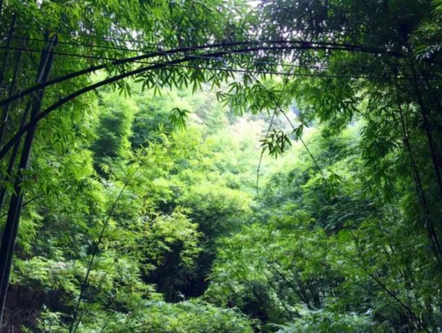 日本女孩挖筍時離奇失蹤 警犬搜索時詭異行爲 引發無數猜想 Zh中文網