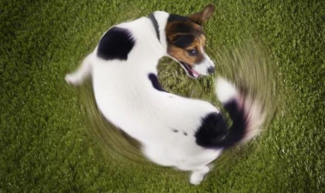 狗狗尾巴长疙瘩怎么回事(狗狗尾巴长硬硬的小疙瘩)-艾拉养犬