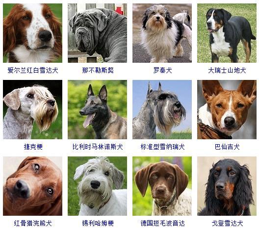 犬的种类