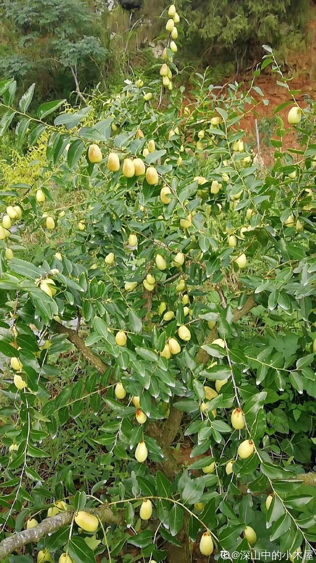 枣树种植 枣树种植（枣树种植技术） 生活