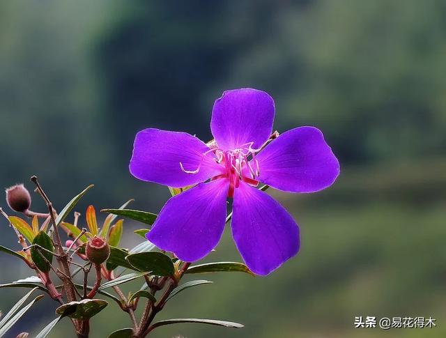 野牡丹