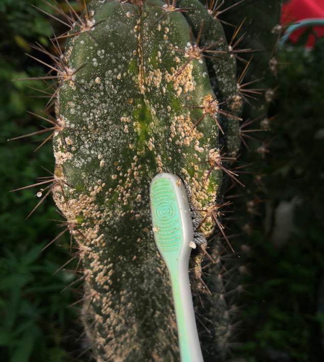 家里的花招了蚧壳虫，橄榄油加洗洁精，给花喷点效果好4