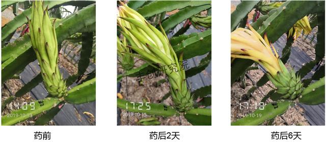 杀菌剂+杀虫剂+肥料＞3？不一定！混不好，药害、肥害找上门7