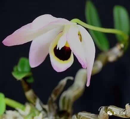 石斛种类 石斛种类（石斛种类有哪些） 生活