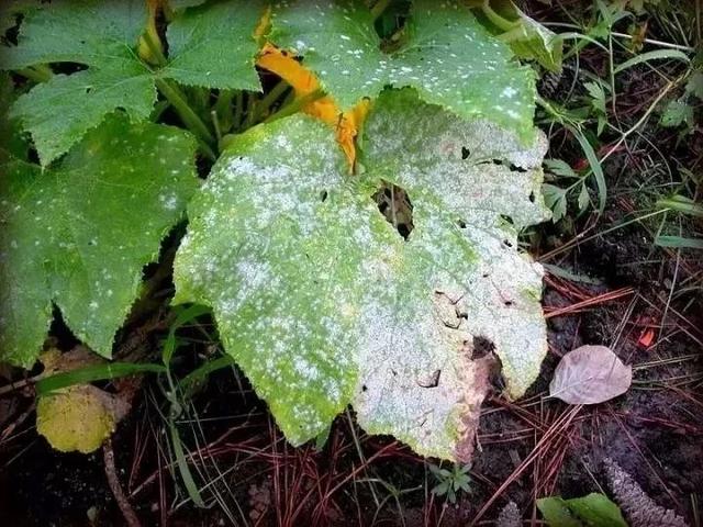 常见5种内吸性广谱杀菌剂，可以轻松去除植物感染的病害5