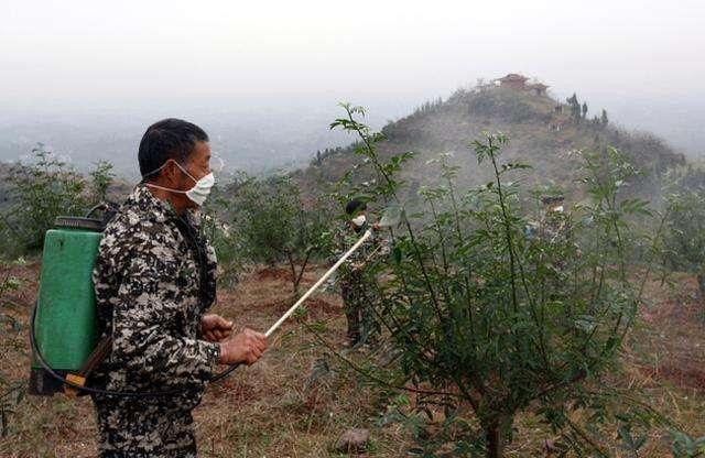 花椒锈病的综合防治，椒农现在了解还来得及6