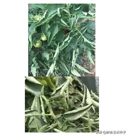 茄瓜果类蔬菜夏季高温期常见生理性障碍及防治措施12