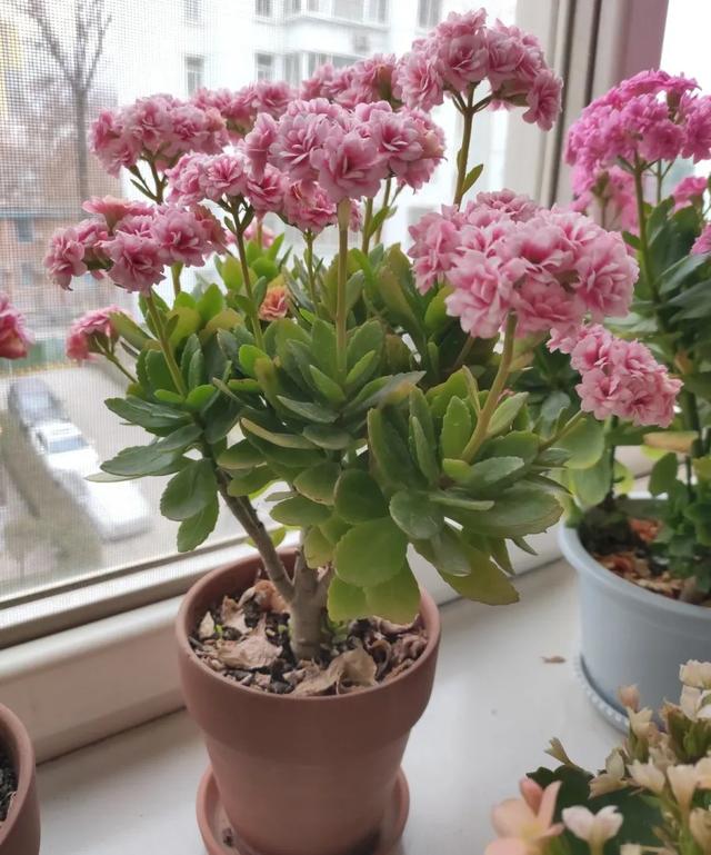 虎皮兰的根系很短,如果用的盆太高太大,浇的水和营养都沉淀到花盆底部