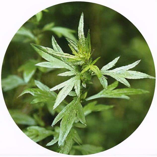 艾蒿和艾草的区别艾蒿和艾草的区别图片