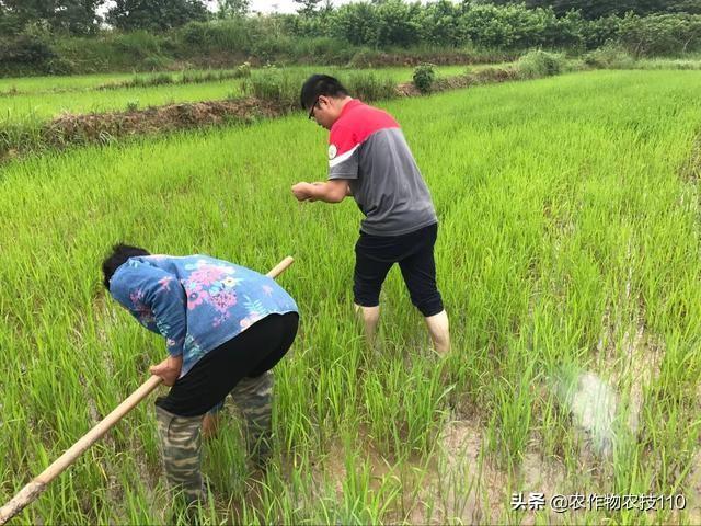 水稻除草最佳配方，还有补防策略哦！5