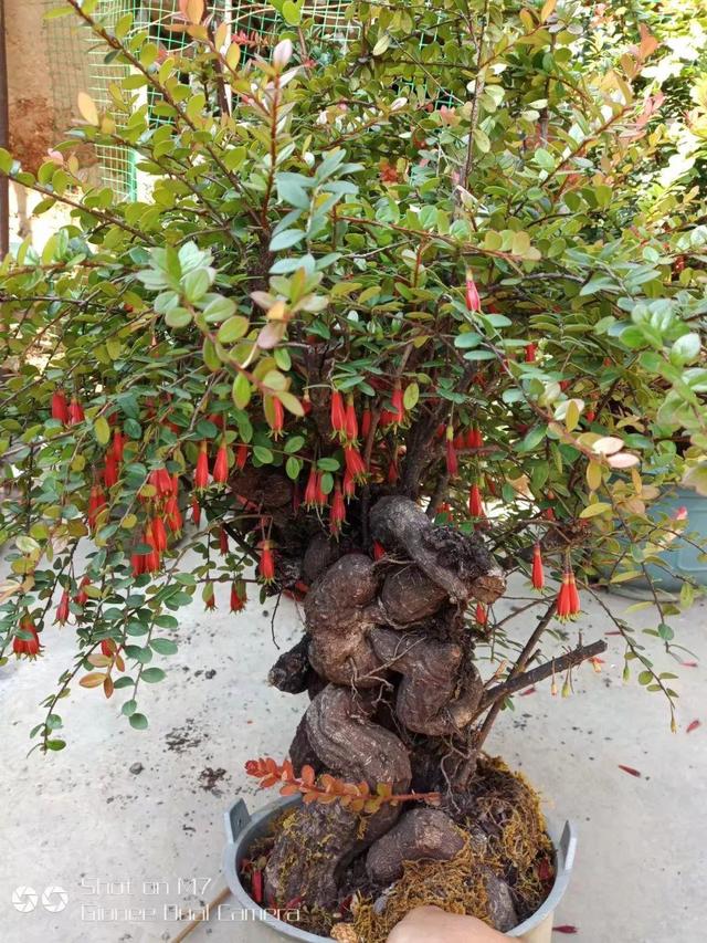 山龙眼科植物萝卜树图片