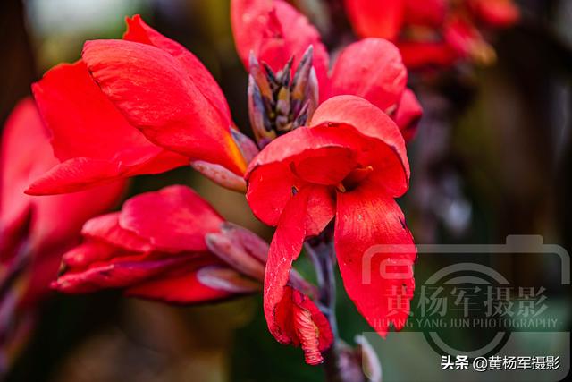美人蕉开花红艳艳非常漂亮（九月红艳盛开的美人蕉）(1)