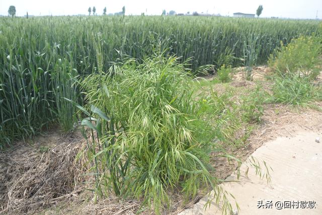 熟悉麦田这6种恶性杂草，综合防治效果好12