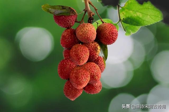 关于夏天的古诗句子（古人的夏天是怎么度过）