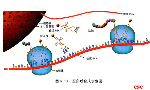 细胞内部是如何分工的？「高中生物讲解」1.3.21