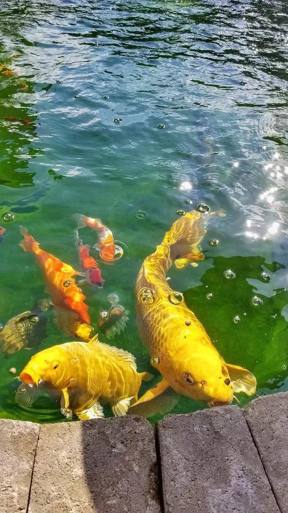 花生油过滤机的渣子能喂鱼吗