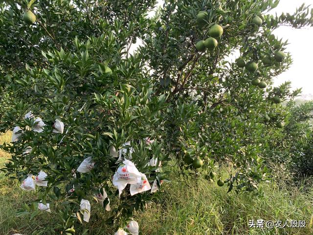 柑橘年前1道药，关键究竟有多重？不要套完袋了还没有做