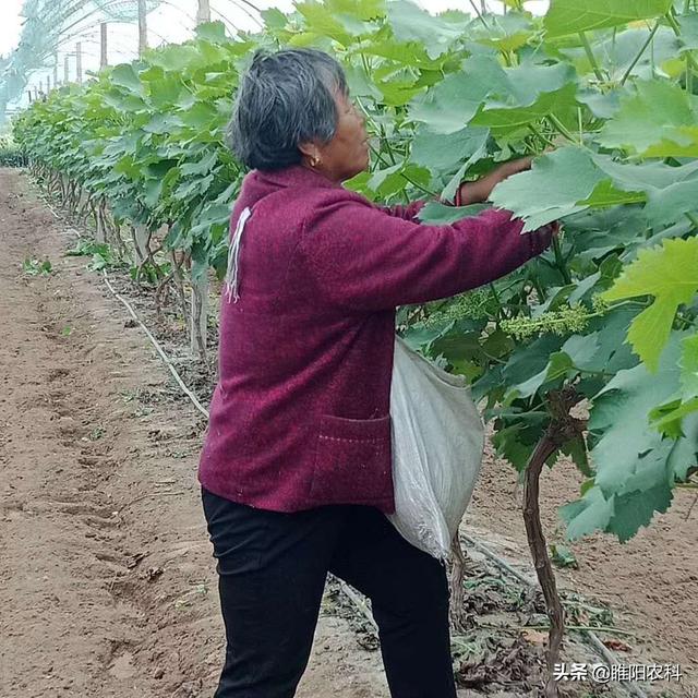 代森锰锌最经典的配方，杀菌剂中的“万精油”，能治100多种病害3