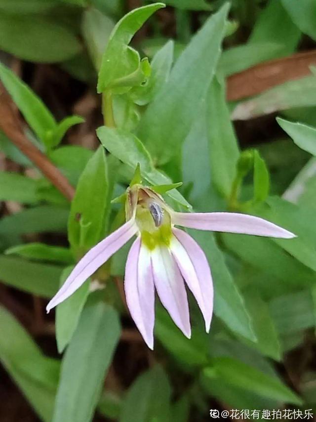 春天的野花