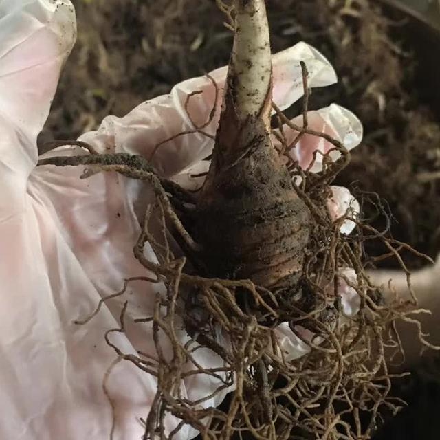 七葉一枝花的栽培技術與管理 七葉一枝花水肥一體化高效栽培技術_農業