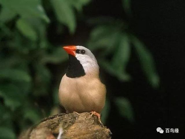 黑喉草雀（黑喉草雀）