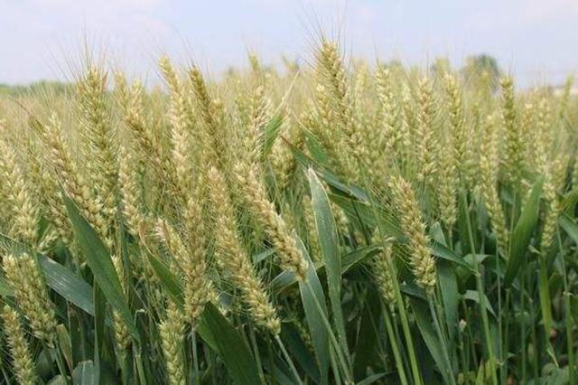 小麦的矮化剂什么时候用？小麦田都要喷药吗？很多农民弄错了