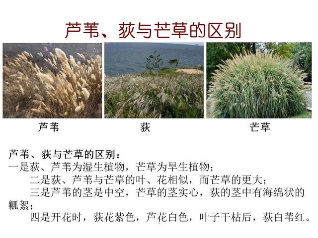 水生植物种类 水生植物种类（水生植物100种） 生活