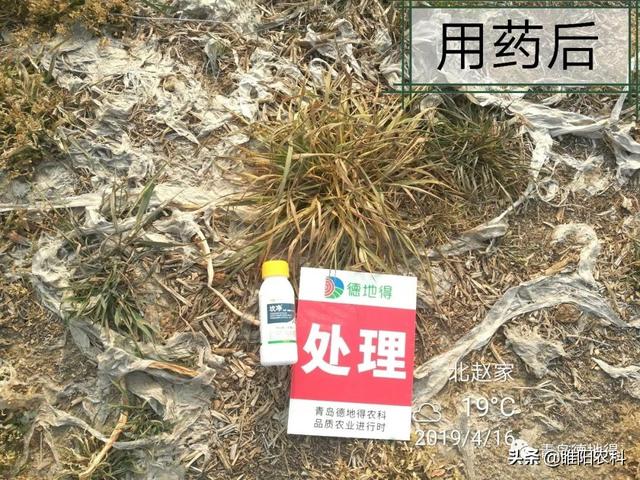 又一个新型除草剂上市，可防除300多种杂草，3天死草，斩草除根3