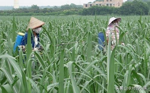 甘蔗得了绵蚜虫怎么办？防治甘蔗绵蚜虫的方法3