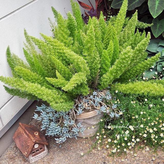 耐阴植物