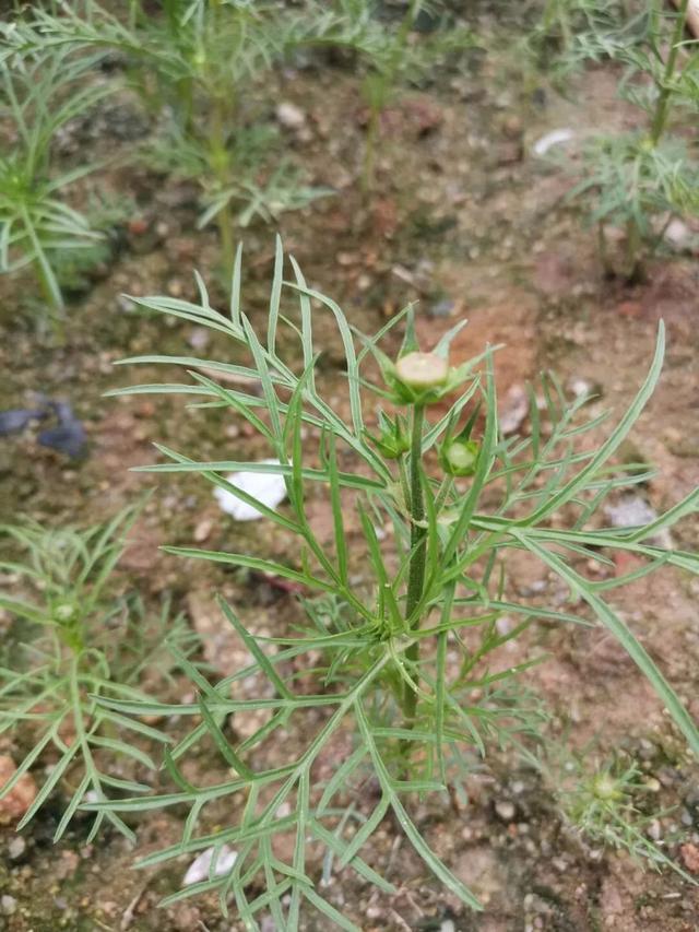 波斯菊种子