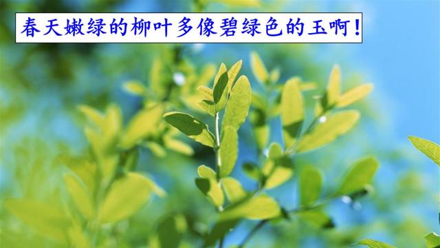 绦的意思