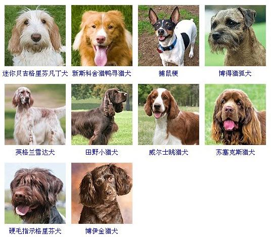 100多种名犬名字图片