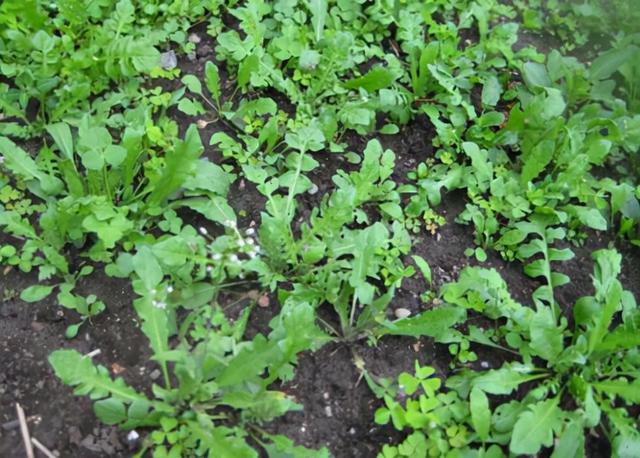 农村这8种蔬菜，也许你没当回事，多吃老人小孩能补钙，记得收藏