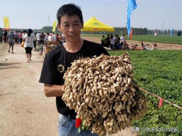 夏季多雨花生容易爆发叶斑病，掌握技巧早防早治确保高产13