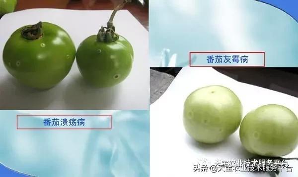 粉果西红柿细菌性病害图解4