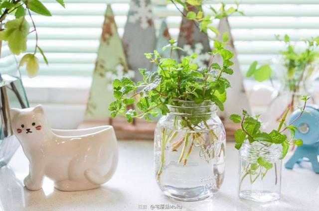 水培植物