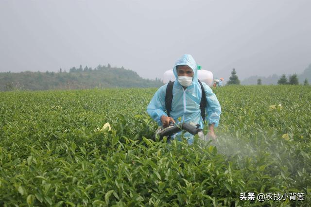 蓟马个体小、危害大，作物受害重、防治难，掌握防治技巧很重要6