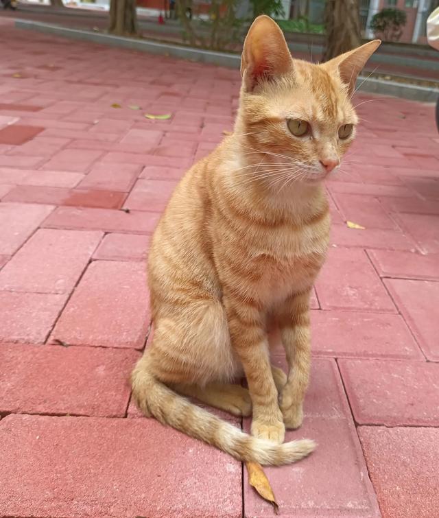 广州城建职业学院官网