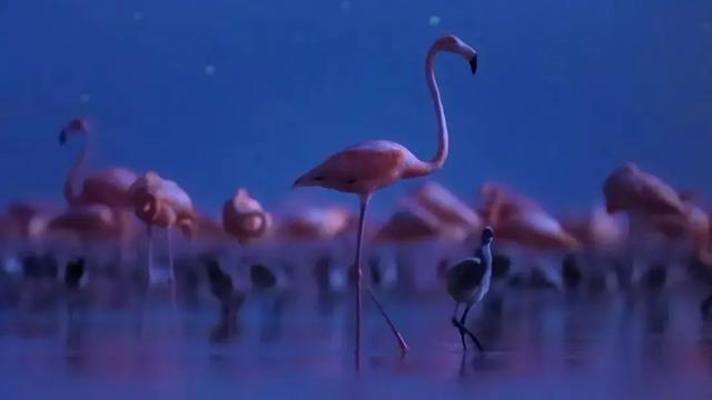 16部超赞自然纪录片，让孩子足不出户看到地球的“真实面目”！