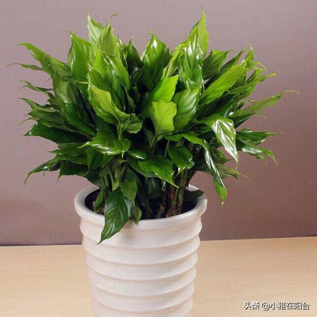 万年青的养殖方法 万年青的养殖方法（红叶万年青的养殖方法） 生活